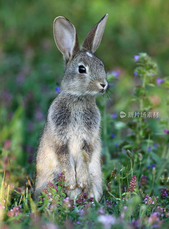 欧洲兔子或普通的野兔。(Oryctolagus cuniculus)